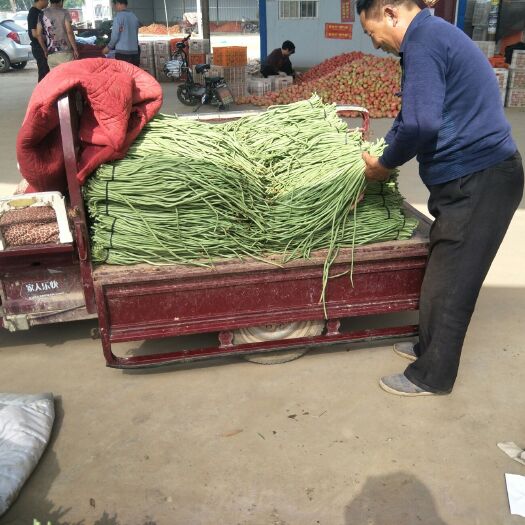 滑县绿龙豆角 40cm~70cm