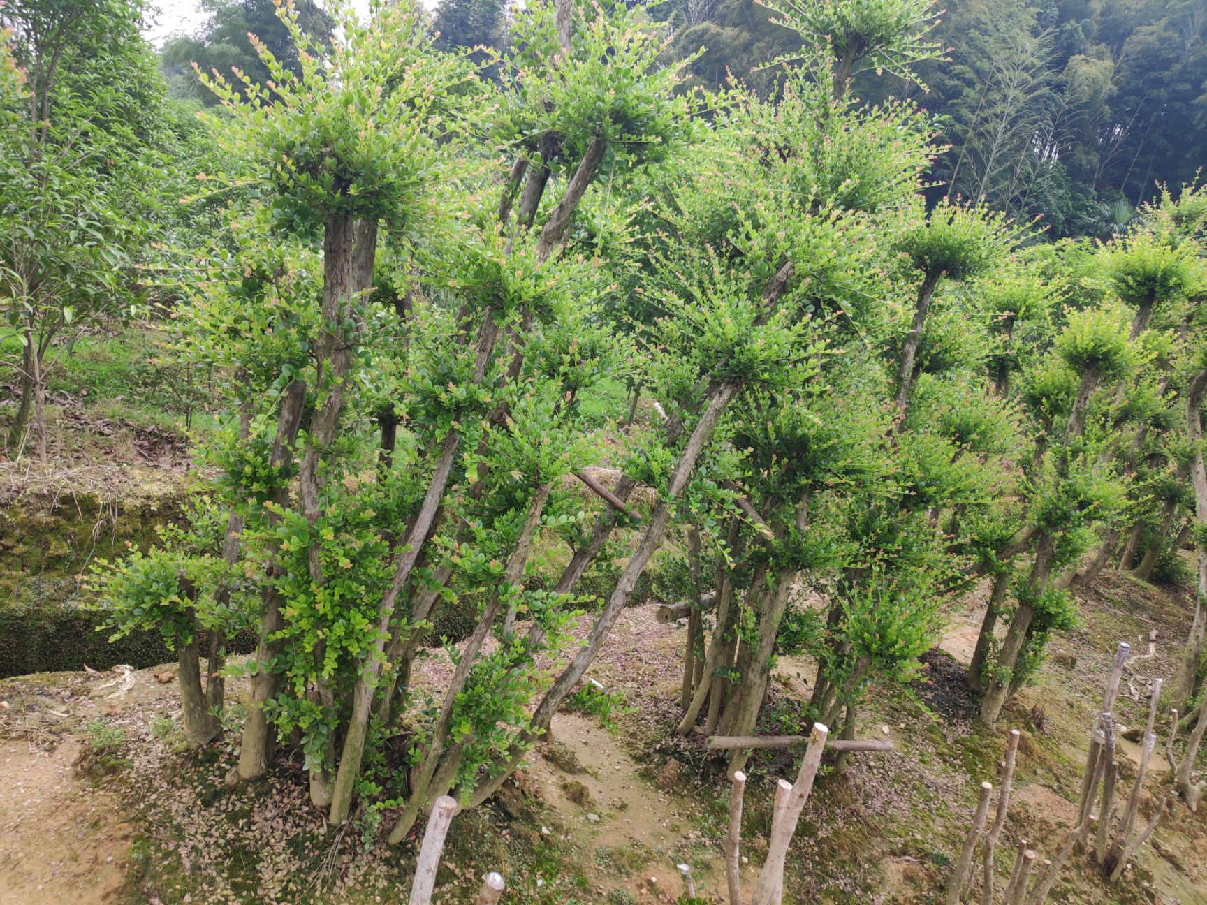 赤楠盆栽 大型种植基地（小叶赤楠 盆景 地景  拆迁屯地 房屋装饰）
