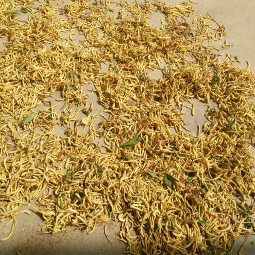邹城市四季金银花