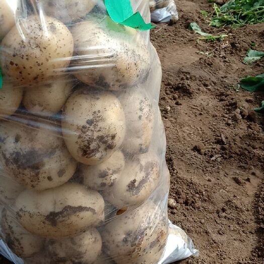 绥中县 绥中早大白土豆大量上市