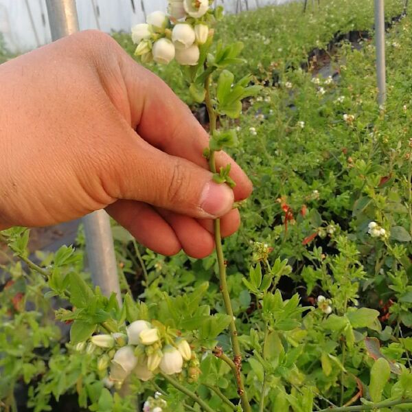  蓝宝石蓝莓苗 基地直供 量大 饱满品质保障