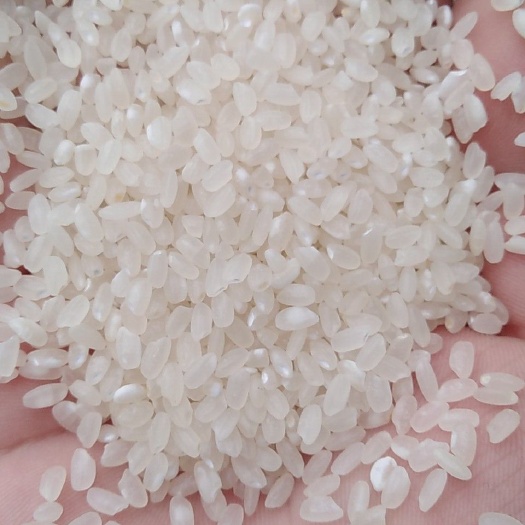 巢湖珍珠米 二等品 中稻 粳米