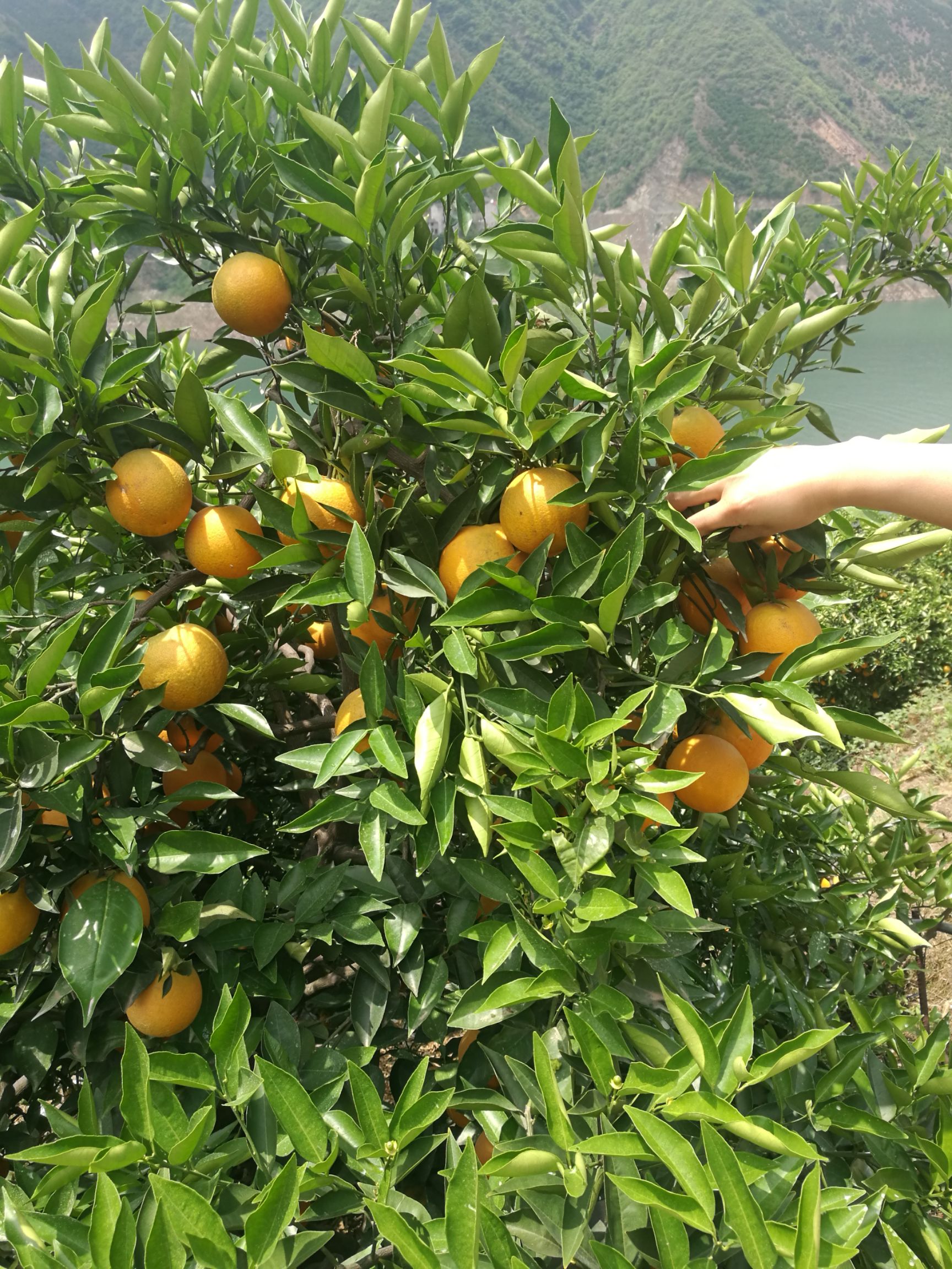 夏橙 脐橙产地大量供应，一手货源质量可靠。