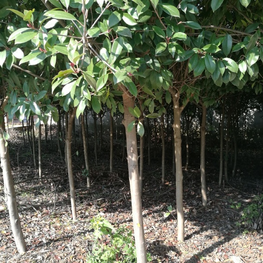 盐城高杆石楠