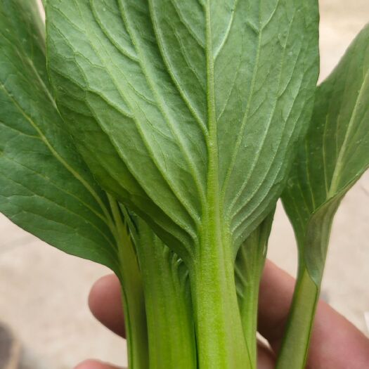 曹县北方小油菜  曹县顺丰合作社（华超菜业）
