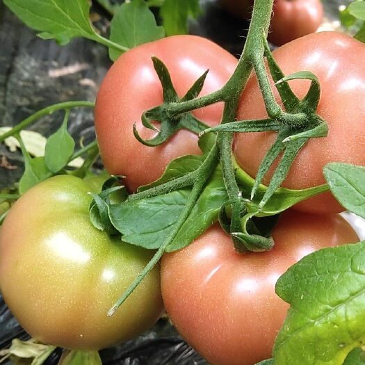 海阳市大量供应普罗旺斯西红柿，口感好，是电商，超市品种。