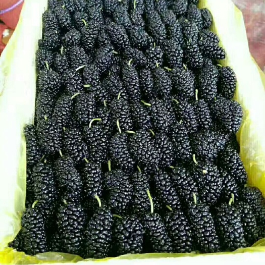 盐边县黑珍珠桑葚 2 - 3cm