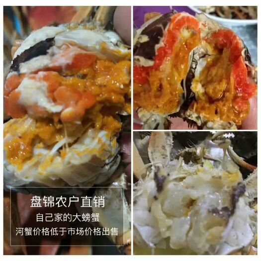 盘山县 盘锦河蟹6-8钱全母