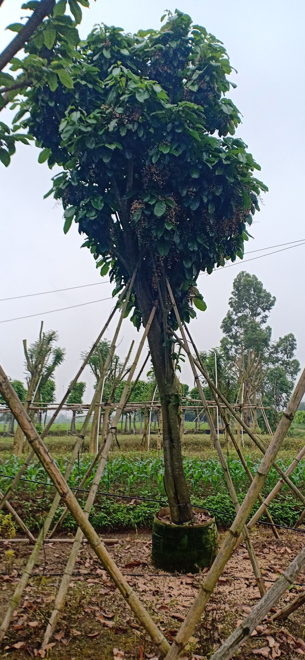 真苹婆 萍婆假植苗低价供应