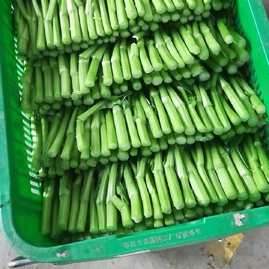 上海广州菜心 广东菜心