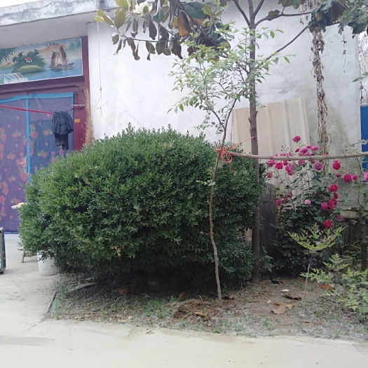 邳州市黄杨球