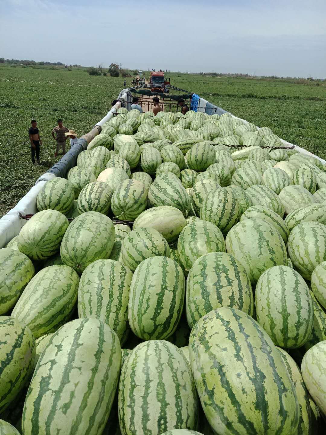 新疆西瓜批发采购_新疆西瓜供应_新疆西瓜价