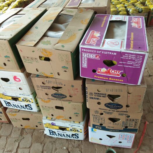 青县博洋9号甜瓜 诚信是神   质量是天