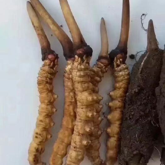 阿坝县 新鲜虫草