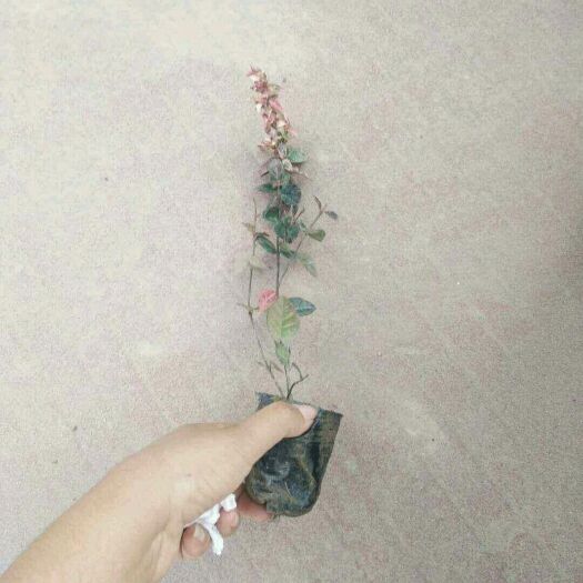 漳浦县 花叶络石