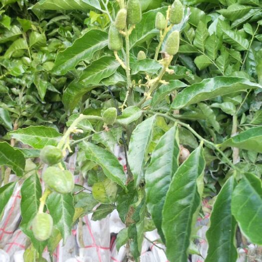 灵山县 黑黄皮果苗带土带叶发货