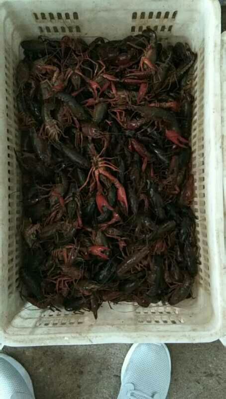 潢川县青壳小龙虾 4-6钱 稻田虾