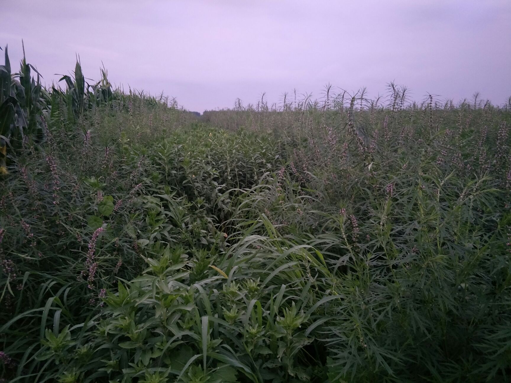 意蜂蜂蜜 女人喝益母草蜜，调节月经，调节脏腑气血功能。