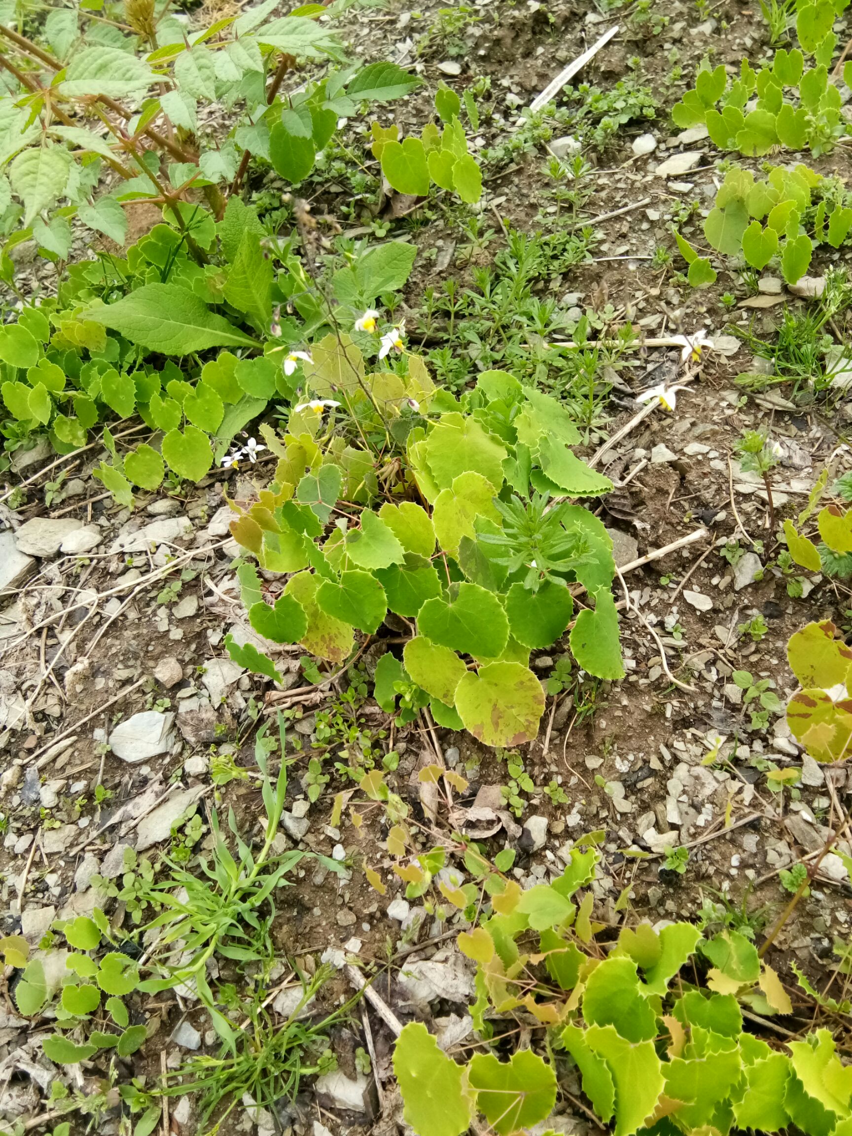 甘肃高含量淫羊藿