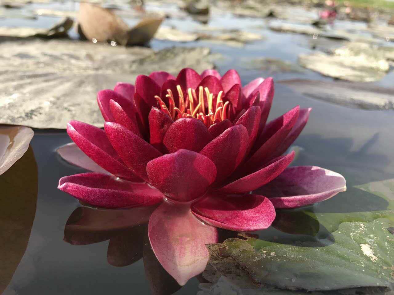 子莲苗 喀什供应睡莲种苗/批发盆栽睡莲苗/睡莲种植基地厂家报价购买