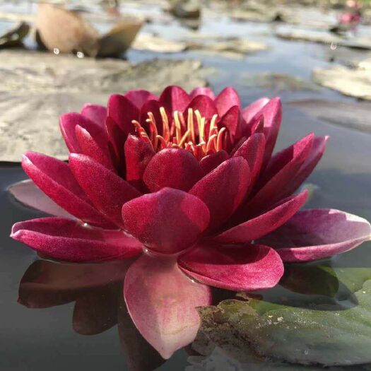 安新县子莲苗 喀什供应睡莲种苗/批发盆栽睡莲苗/睡莲种植基地厂家报价购买