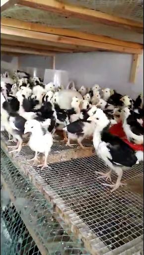 昆明 脱温一个月贵妃鸡