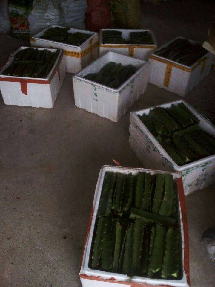 香蜜龙火龙果苗 桂红龙一号苗，香蜜龙，包技术指导，