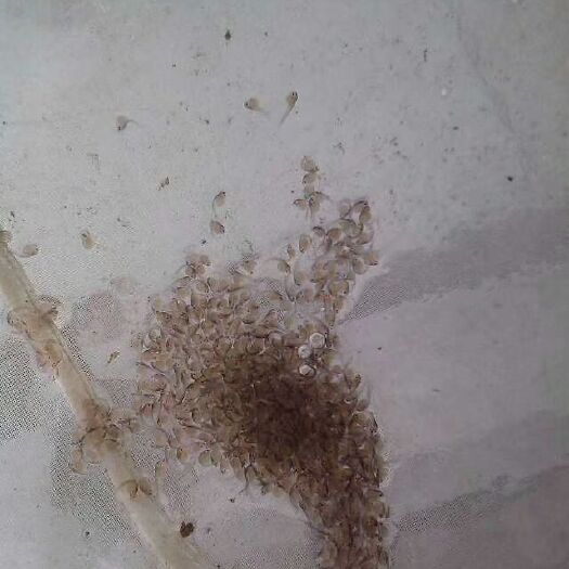 眉山丁桂鱼 丁桂水花