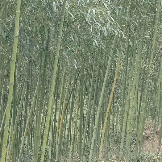 青阳县 雷竹，4至10米，楠竹（毛竹）7米以上，规格齐全，长期合作。