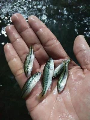 富顺县鲈鱼苗