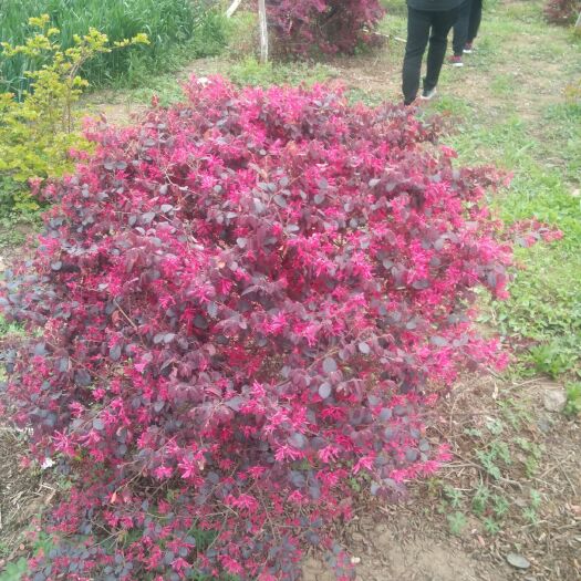 镇平县 红花继木，冠幅饱满