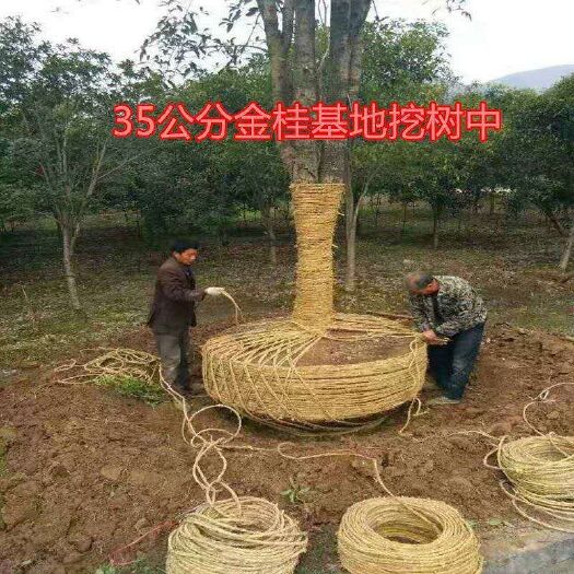 咸宁 桂花树金桂丹桂四季桂