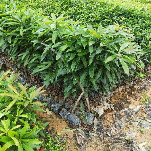 广州木荷种子 造林绿化苗，何树
