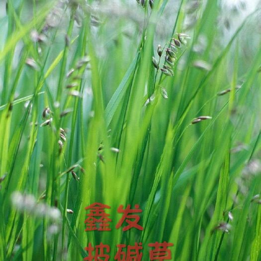 嘉祥县披碱草种子 耐盐碱披碱草耐寒抗风沙