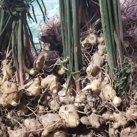 思茅黄精种苗