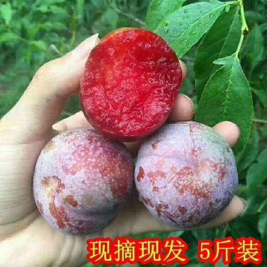 信宜市三华李 大量上市钱排果