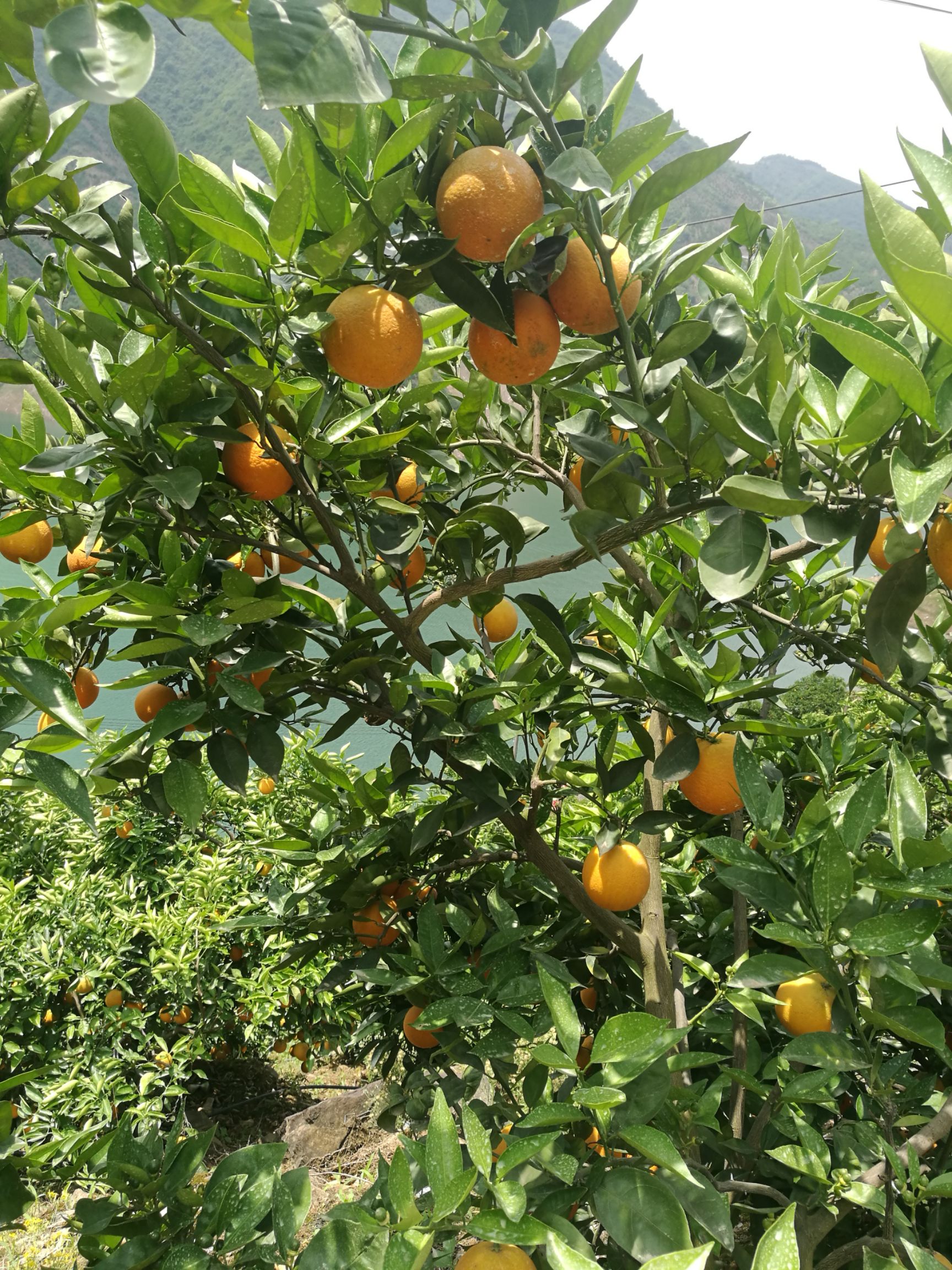 夏橙 脐橙产地大量供应，一手货源质量可靠。