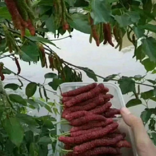 灵山县四季大果桑苗 桑果苗