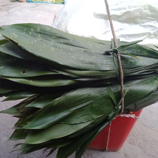 永善县粽子叶 这不是竹叶，是一种粽叶，很香，因而以香得名，叫香粽叶。