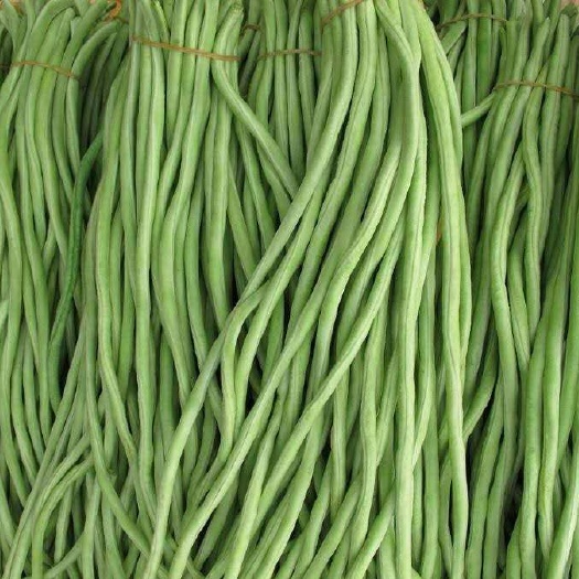 南乐县架豆王豆角 品种多 长度均匀  量大