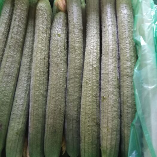 新泰市肉丝瓜 30~50cm