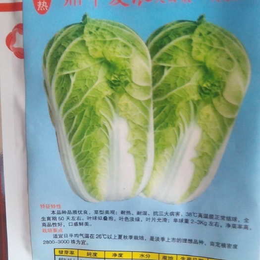 青岛 夏浪白菜种子