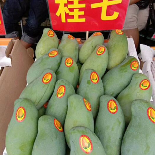  桂七芒果苗