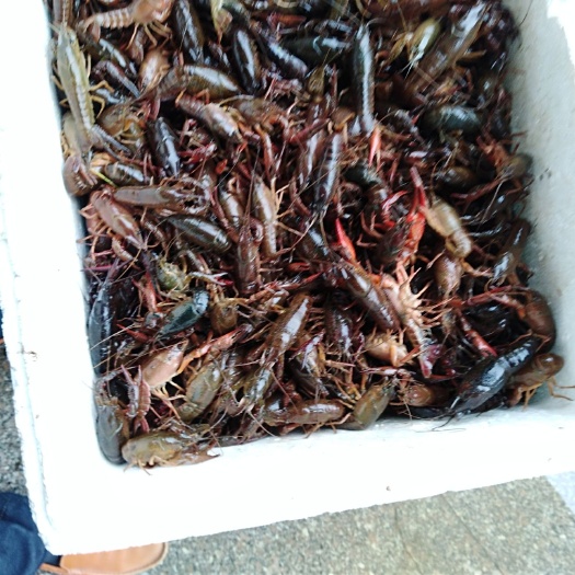 商城县中国小龙虾 4-6钱 塘虾 