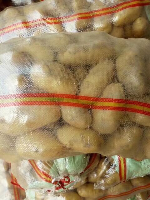通许县荷兰15号种薯  荷兰十五，v7，中暑，大量供应，黄心，无虫
