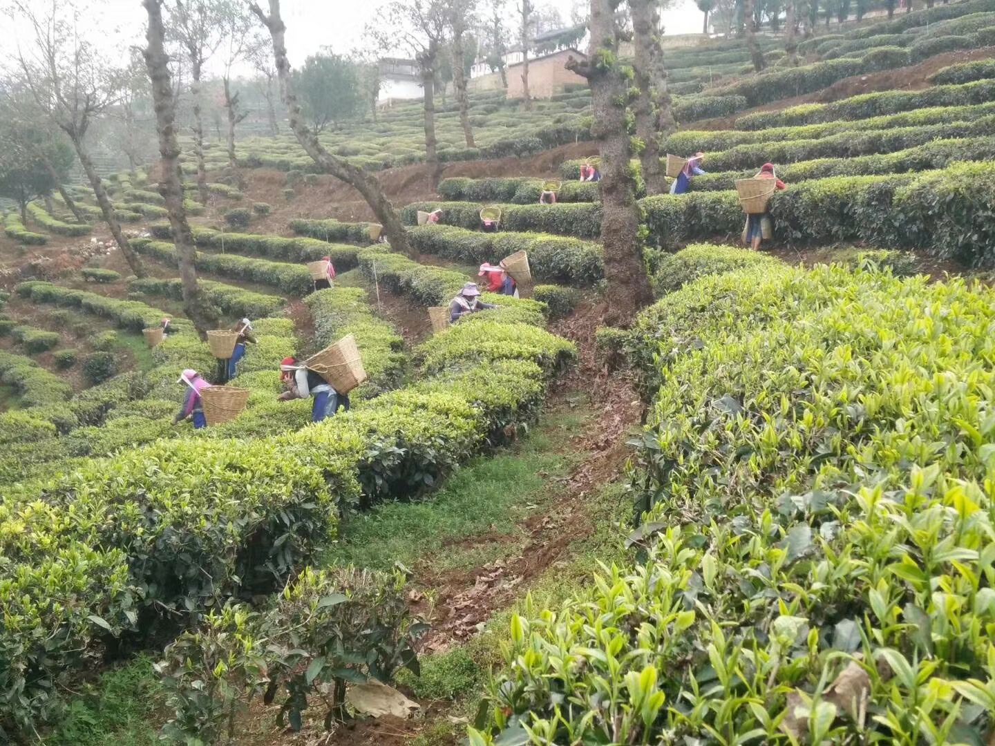  绿茶2019年新茶云南普洱地区出产地直销，高山云雾出好茶！