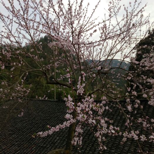 重庆市山地 山场招租