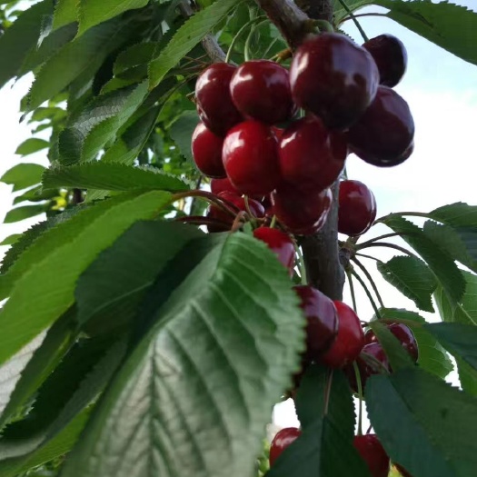 天水红灯樱桃  有机无公害天水大樱桃