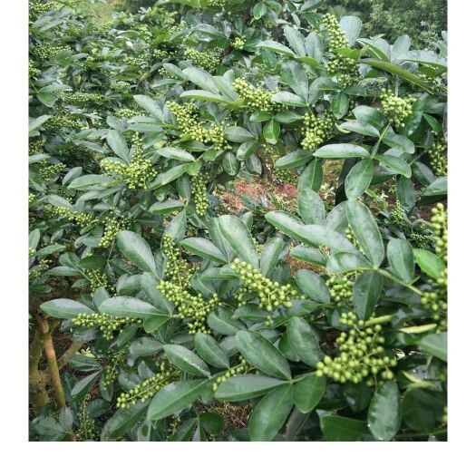 重庆市 江津九叶青新鲜花椒