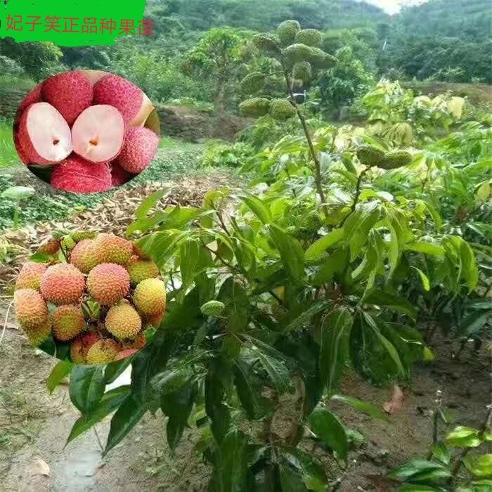 妃子笑荔枝苗